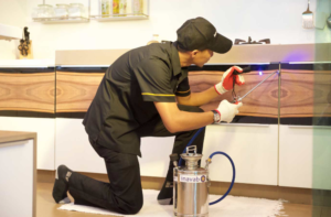 شركة مكافحة النمل