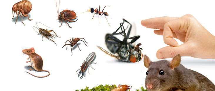 مكافحة الحشرات المنزلية
